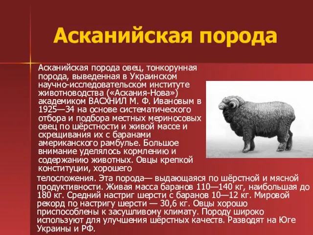 Асканийская порода Асканийская порода овец, тонкорунная порода, выведенная в Украинском научно-исследовательском институте
