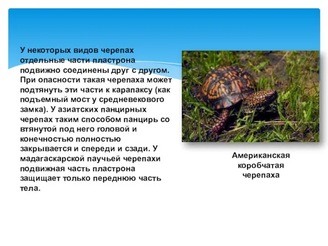 У некоторых видов черепах отдельные части пластрона подвижно соединены друг с другом.