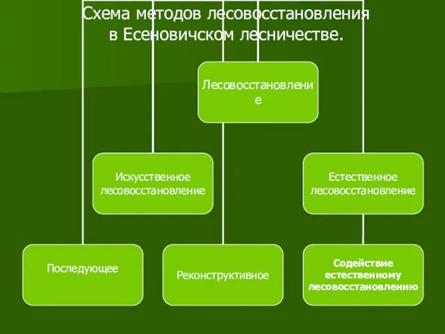 Схема методов лесовосстановления в Есеновичском лесничестве.