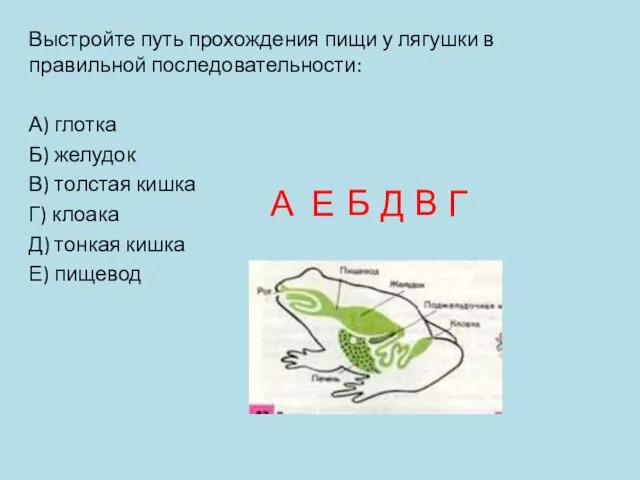 Выстройте путь прохождения пищи у лягушки в правильной последовательности: А) глотка Б)