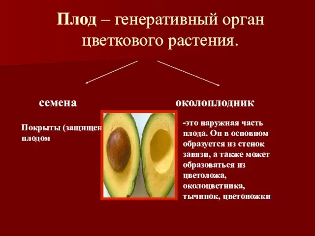 Плод – генеративный орган цветкового растения. семена околоплодник Покрыты (защищены)плодом -это наружная