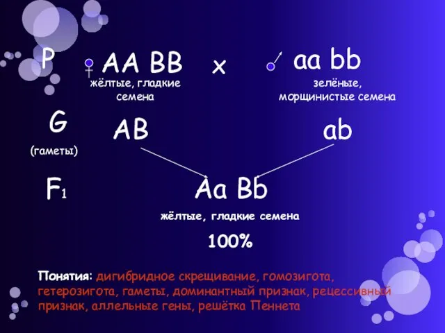 Р АА ВВ аа bb х жёлтые, гладкие семена зелёные, морщинистые семена