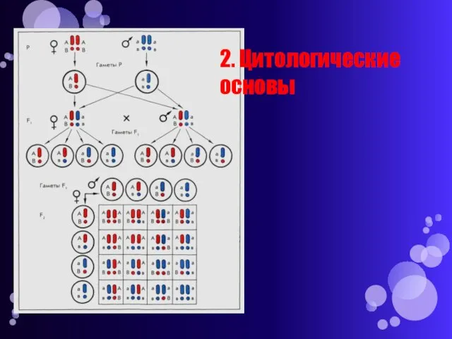 2. Цитологические основы