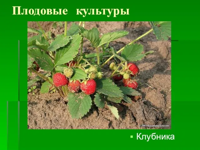 Плодовые культуры Клубника