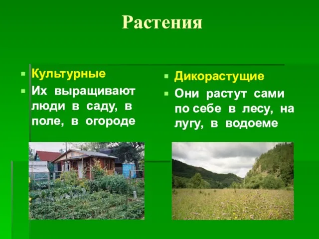 Растения Культурные Их выращивают люди в саду, в поле, в огороде Дикорастущие