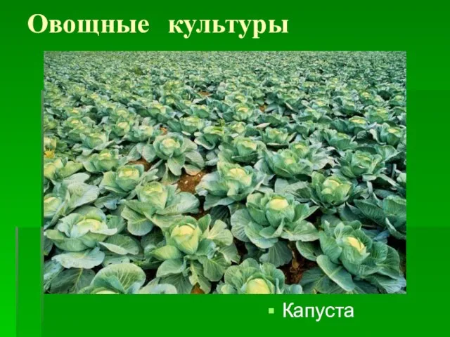 Овощные культуры Капуста