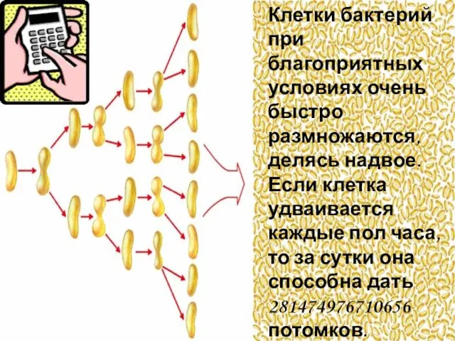 Клетки бактерий при благоприятных условиях очень быстро размножаются, делясь надвое. Если клетка