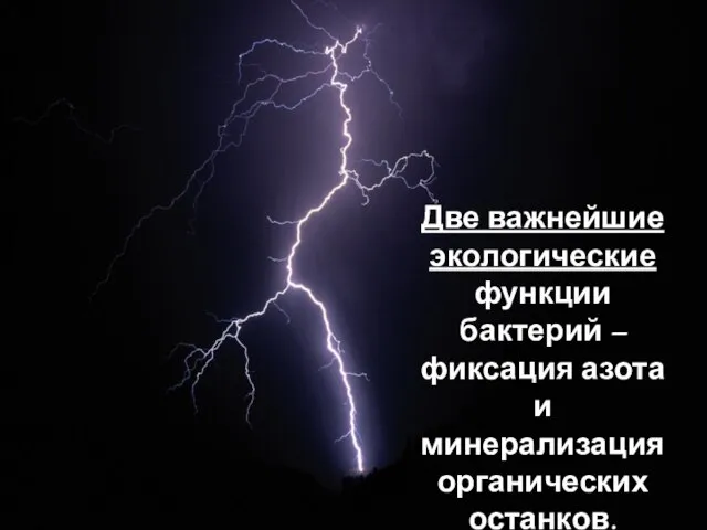 Две важнейшие экологические функции бактерий – фиксация азота и минерализация органических останков.