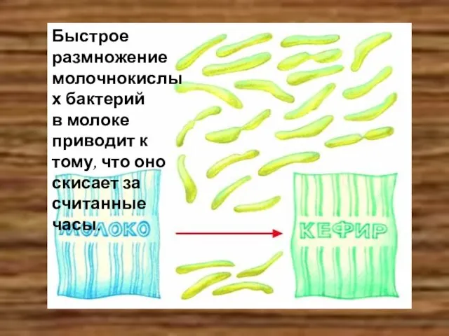 Быстрое размножение молочнокислых бактерий в молоке приводит к тому, что оно скисает за считанные часы.