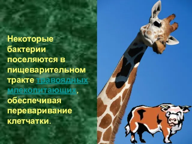 Некоторые бактерии поселяются в пищеварительном тракте травоядных млекопитающих, обеспечивая переваривание клетчатки.