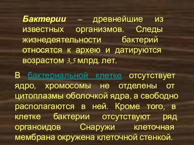 Бактерии – древнейшие из известных организмов. Следы жизнедеятельности бактерий относятся к архею