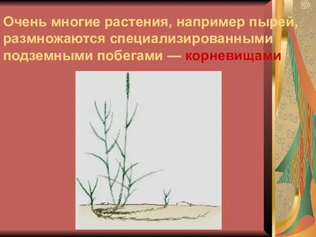 Очень многие растения, например пырей, размножаются специализированными подземными побегами — корневищами