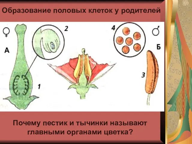 Образование половых клеток у родителей Почему пестик и тычинки называют главными органами цветка?