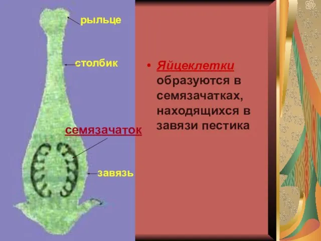 Яйцеклетки образуются в семязачатках, находящихся в завязи пестика рыльце столбик завязь семязачаток