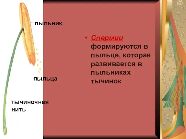 Спермии формируются в пыльце, которая развивается в пыльниках тычинок пыльник пыльца тычиночная нить