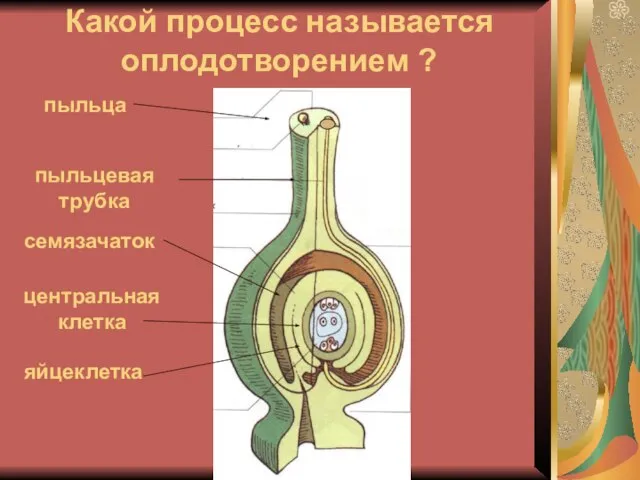 Какой процесс называется оплодотворением ? пыльца пыльцевая трубка семязачаток яйцеклетка центральная клетка