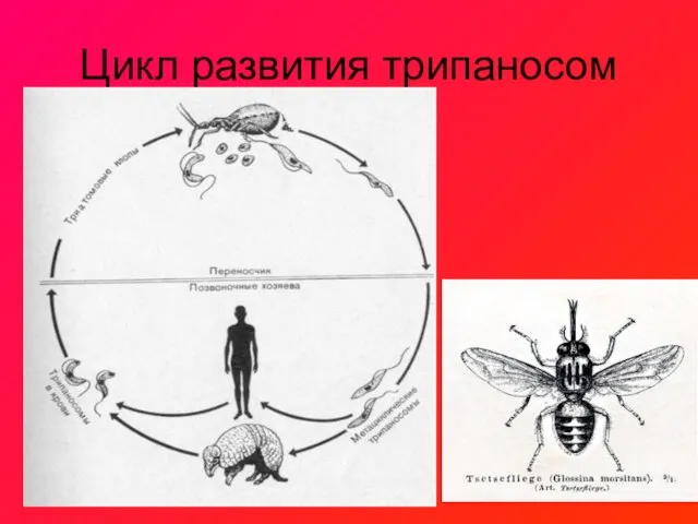 Цикл развития трипаносом