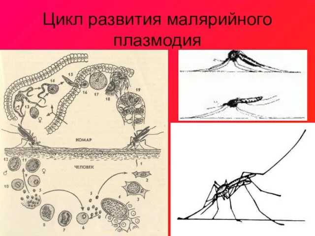 Цикл развития малярийного плазмодия