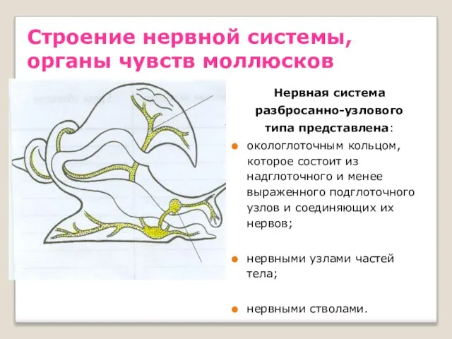 Строение нервной системы, органы чувств моллюсков Нервная система разбросанно-узлового типа представлена: окологлоточным