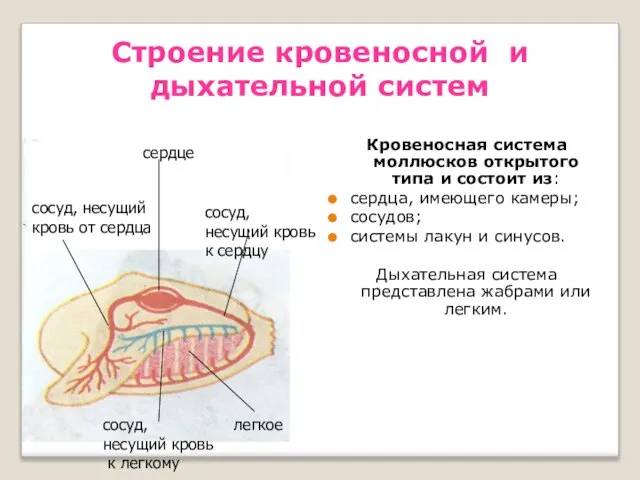 Строение кровеносной и дыхательной систем Кровеносная система моллюсков открытого типа и состоит