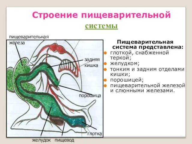 Строение пищеварительной системы Пищеварительная система представлена: глоткой, снабженной теркой; желудком; тонким и