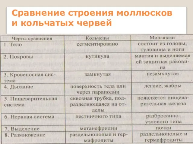 Сравнение строения моллюсков и кольчатых червей