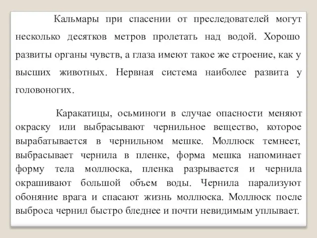 Кальмары при спасении от преследователей могут несколько десятков метров пролетать над водой.