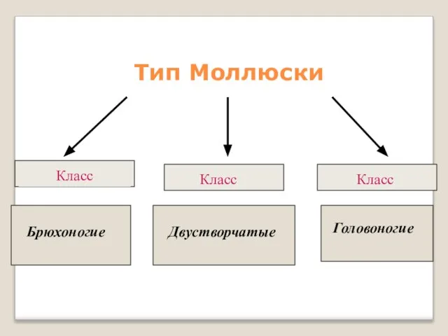 Тип Моллюски Брюхоногие Двустворчатые Головоногие Класс Класс Класс