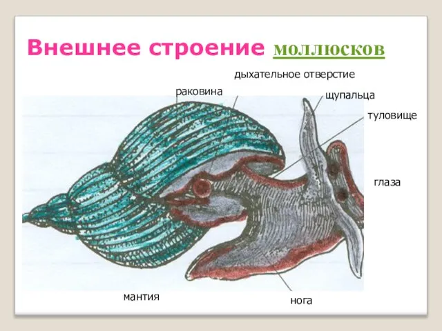 Внешнее строение моллюсков раковина дыхательное отверстие щупальца глаза нога мантия туловище