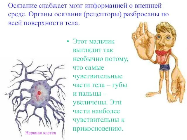 Осязание снабжает мозг информацией о внешней среде. Органы осязания (рецепторы) разбросаны по