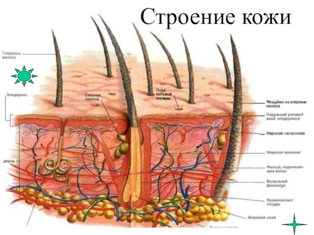 Строение кожи