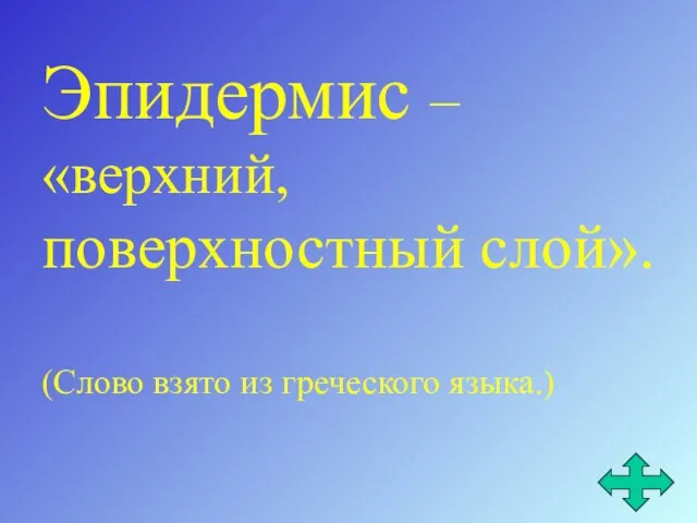 Эпидермис – «верхний, поверхностный слой». (Слово взято из греческого языка.)