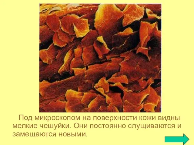 Под микроскопом на поверхности кожи видны мелкие чешуйки. Они постоянно слущиваются и замещаются новыми.