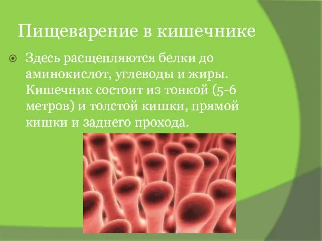 Пищеварение в кишечнике Здесь расщепляются белки до аминокислот, углеводы и жиры. Кишечник