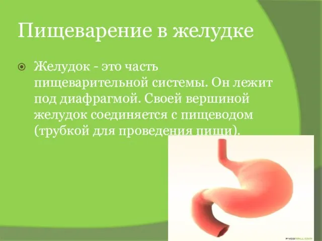 Пищеварение в желудке Желудок - это часть пищеварительной системы. Он лежит под