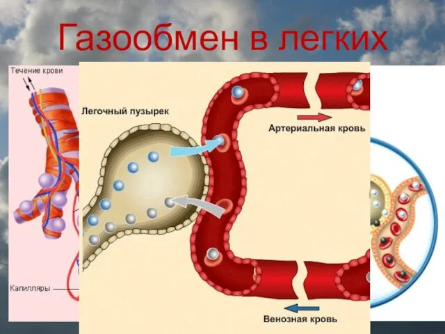 Газообмен в легких