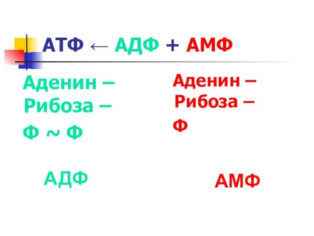 АТФ ← АДФ + АМФ Аденин – Рибоза – Ф ~ Ф