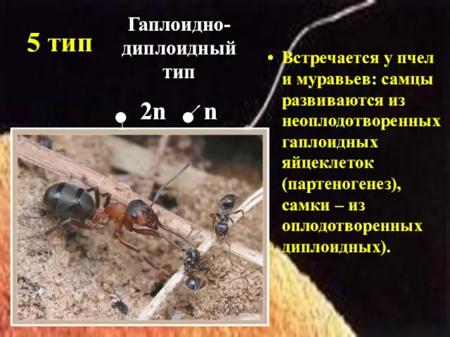 5 тип Встречается у пчел и муравьев: самцы развиваются из неоплодотворенных гаплоидных
