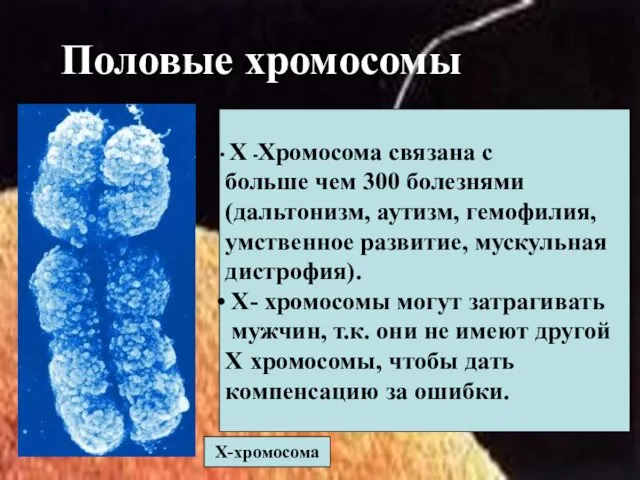 Половые хромосомы Х-хромосома Х -Хромосома связана с больше чем 300 болезнями (дальтонизм,