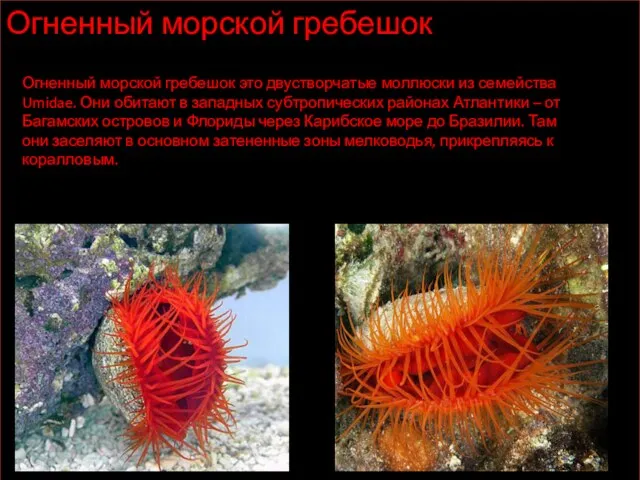 Огненный морской гребешок Огненный морской гребешок это двустворчатые моллюски из семейства Umidae.