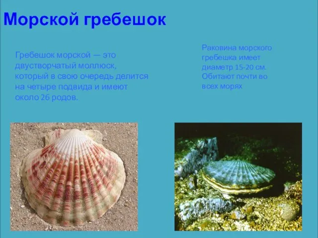 Морской гребешок Гребешок морской — это двустворчатый моллюск, который в свою очередь