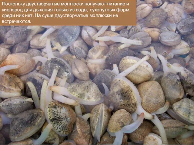 Поскольку двустворчатые моллюски получают питание и кислород для дыхания только из воды,