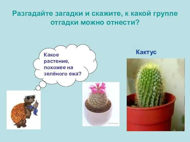 Разгадайте загадки и скажите, к какой группе отгадки можно отнести? Какое растение,