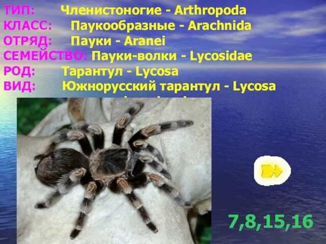 ТИП: Членистоногие - Arthropoda КЛАСС: Паукообразные - Arachnida ОТРЯД: Пауки - Aranei