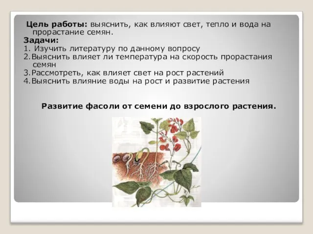 Цель работы: выяснить, как влияют свет, тепло и вода на прорастание семян.