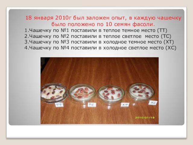 18 января 2010г был заложен опыт, в каждую чашечку было положено по