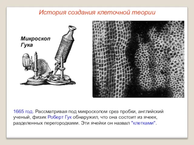 1665 год. Рассматривая под микроскопом срез пробки, английский ученый, физик Роберт Гук