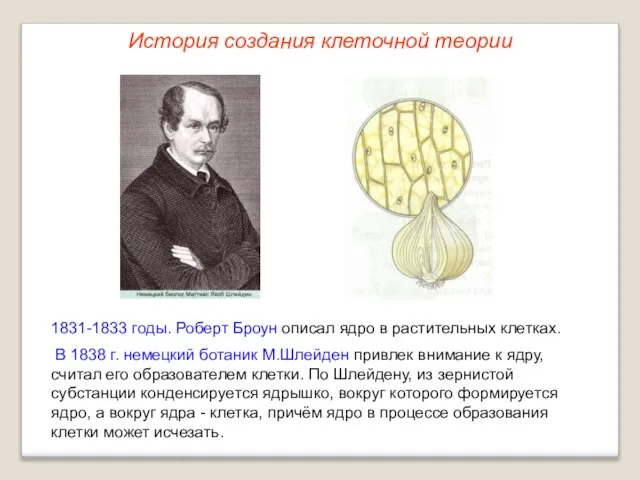 1831-1833 годы. Роберт Броун описал ядро в растительных клетках. В 1838 г.