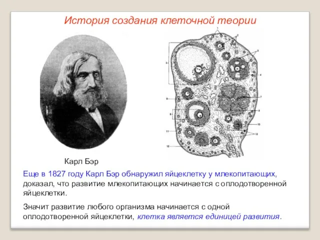 Карл Бэр Еще в 1827 году Карл Бэр обнаружил яйцеклетку у млекопитающих,