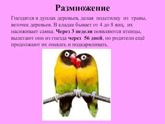 Размножение Гнездятся в дуплах деревьев, делая подстилку из травы, веточек деревьев. В